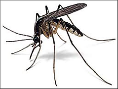De muggen buiten houden. 7